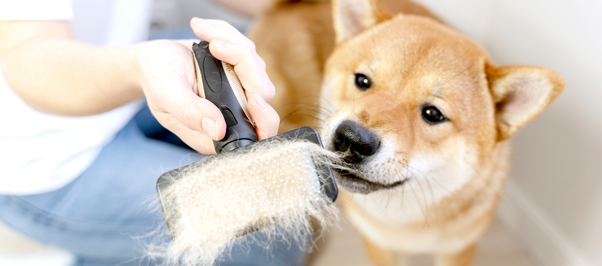 トリミングサロンmairu